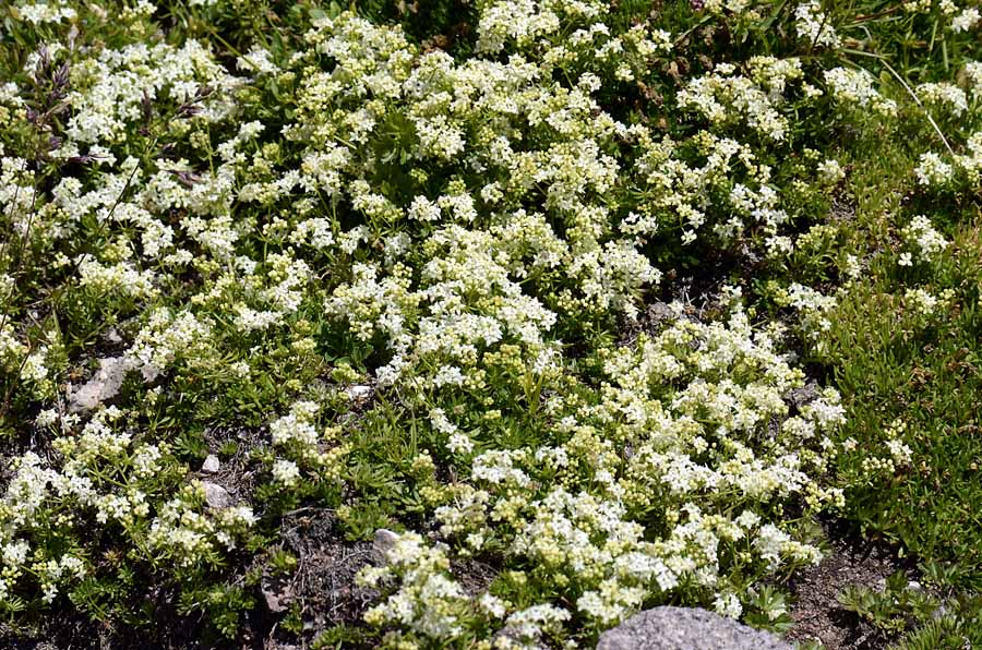 Galium anisophyllon / Caglio alpino